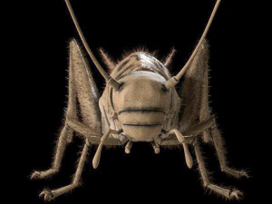 cricket rigged hairs pbr low poly insect 3D Model