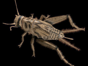 cricket rigged hairs pbr low poly insect Modèle 3D