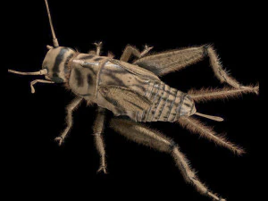 cricket rigged hairs pbr low poly insect 3D Model