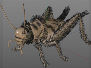 cricket rigged hairs pbr low poly insect Modèle 3D