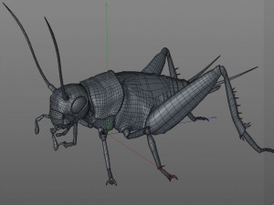 cricket rigged hairs pbr low poly insect Modèle 3D