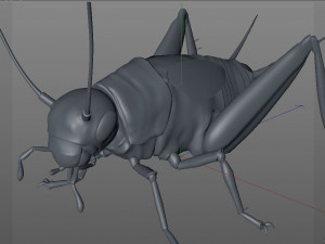 cricket rigged hairs pbr low poly insect Modèle 3D