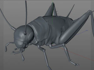 cricket rigged hairs pbr low poly insect 3D Model