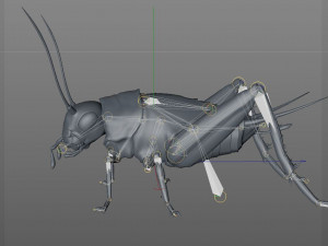 cricket rigged hairs pbr low poly insect Modèle 3D