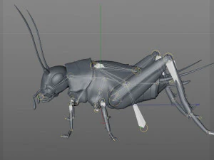 cricket rigged hairs pbr low poly insect 3D Model