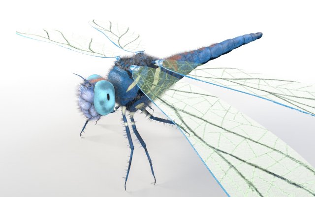 dragonfly rigged hairs pbr low poly insect Model 3D .c4d .max .obj .3ds .fbx .stl .blend 