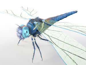 dragonfly rigged hairs pbr low poly insect 3D Model