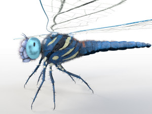 dragonfly rigged hairs pbr low poly insect Model 3D