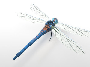 dragonfly rigged hairs pbr low poly insect Model 3D