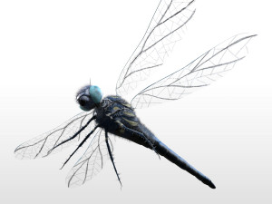 dragonfly rigged hairs pbr low poly insect Model 3D