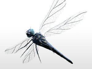 dragonfly rigged hairs pbr low poly insect Model 3D