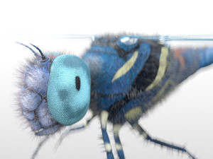 dragonfly rigged hairs pbr low poly insect Model 3D