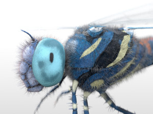 dragonfly rigged hairs pbr low poly insect Model 3D