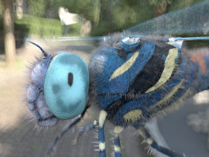 dragonfly rigged hairs pbr low poly insect Model 3D