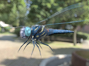 dragonfly rigged hairs pbr low poly insect Model 3D