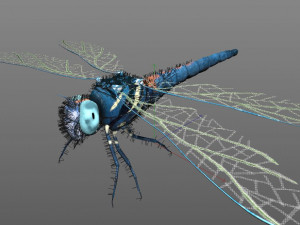 dragonfly rigged hairs pbr low poly insect Model 3D
