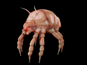 dust mite pbr rigged low poly insect 3D Model