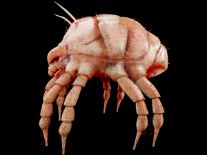 dust mite pbr rigged low poly insect 3D मॉडल