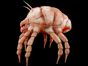 dust mite pbr rigged low poly insect 3D Model