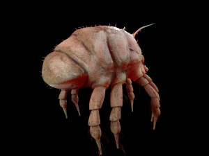 dust mite pbr rigged low poly insect 3D Model