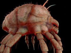 dust mite pbr rigged low poly insect 3D Model
