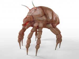 dust mite pbr rigged low poly insect 3D Model