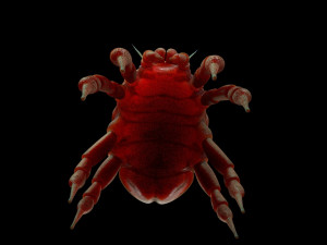 dust mite pbr rigged low poly insect 3D मॉडल