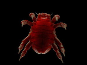 dust mite pbr rigged low poly insect 3D Model