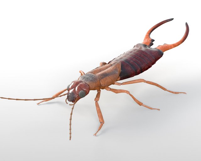 earwig rigged pbr low poly insect 3Dモデル .c4d .max .obj .3ds .fbx .stl .blend 