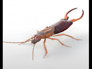 蠼螋操纵 PBR 低聚昆虫 3D 模型