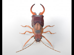 earwig rigged pbr low poly insect 3Dモデル