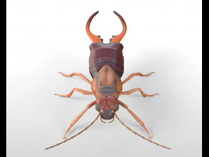 earwig rigged pbr low poly insect 3D Model