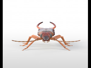 earwig rigged pbr low poly insect 3Dモデル