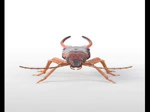 earwig rigged pbr low poly insect 3D Model