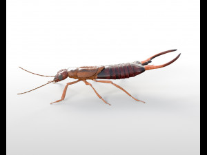 earwig rigged pbr low poly insect 3Dモデル