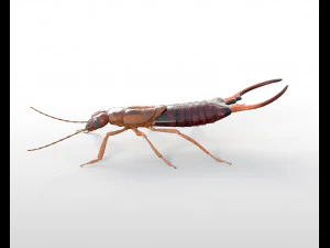 earwig rigged pbr low poly insect 3D Model
