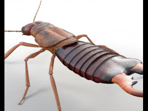 earwig rigged pbr low poly insect 3D Model