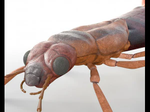 earwig rigged pbr low poly insect 3D Model