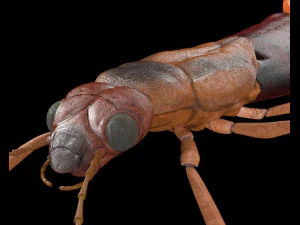 earwig rigged pbr low poly insect 3D Model