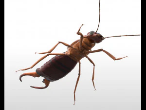 earwig rigged pbr low poly insect 3D Model