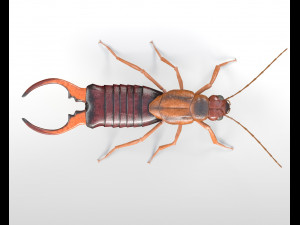 earwig rigged pbr low poly insect 3Dモデル