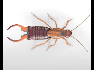 earwig rigged pbr low poly insect 3D Model