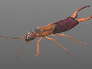 earwig rigged pbr low poly insect 3Dモデル