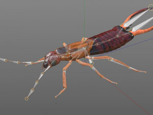 earwig rigged pbr low poly insect 3Dモデル