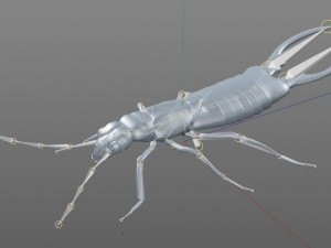 earwig rigged pbr low poly insect 3Dモデル