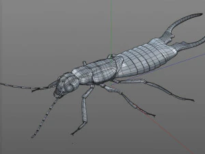 earwig rigged pbr low poly insect 3D Model