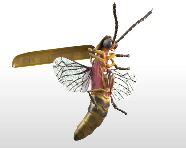 firefly rigged pbr low poly insect Modello 3D .c4d .max .obj .3ds .fbx .stl .blend 