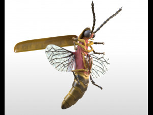 firefly rigged pbr low poly insect 3D Model