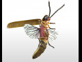 Firefly Rigged pbr low poly insect 3D Model