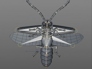 firefly rigged pbr low poly insect Modello 3D